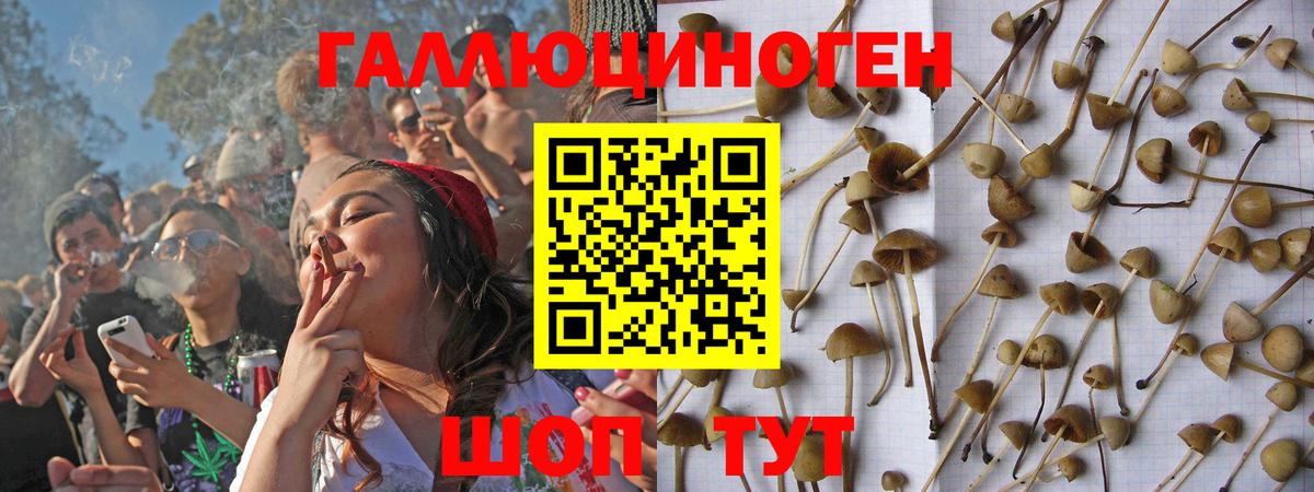 Псилоцибиновые грибы Psilocybine cubensis Михайловск